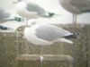 Ring-billed Gull at Shoebury East Beach (Mike Bailey) (43730 bytes)